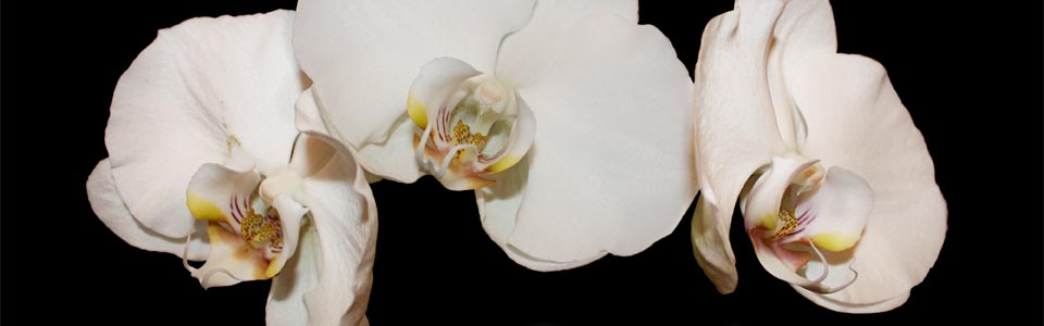 I enjoy manipulating photographs to obtain a perfect compilation